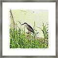 The Black-crowned Night Heron Framed Print