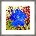 The Blue Blue Rose Framed Print
