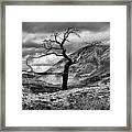 The Burmis Tree Framed Print