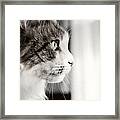 The Cat's Meow Framed Print