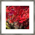 The Color Of Fall Framed Print