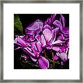 The Color Purple Framed Print