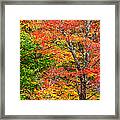 The Colors Of Autumn Framed Print