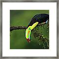 The Colors Of Costa Rica Framed Print