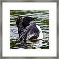 The Common Loon Framed Print