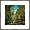 The Cool Path Through Arizona Aspens Framed Print