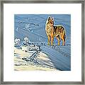 The Coyote - God's Dog Framed Print