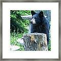 The Cub That Came For Lunch 2 Framed Print
