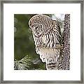 The Curious Owl Framed Print