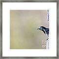 The Curious Wagtail Framed Print