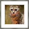The Cutest Kitty Framed Print
