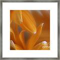 The Dance Of The Petals Framed Print