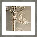 The Dreaming Tree Framed Print