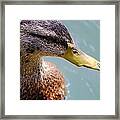 The Duck Framed Print