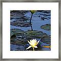 The Echo Of A Lotus Flower Framed Print
