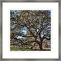 The Emancipation Oak Tree At Hu Framed Print