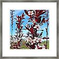 The Essence Of Spring Framed Print