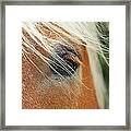 The Eye Of A Horse Framed Print