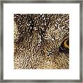 The Eyes Of The Wolf Framed Print
