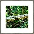 Support System Cathedral Grove Framed Print