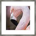 Pink Flamingo Art Framed Print