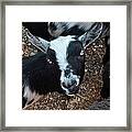 The Goat With The Gorgeous Eyes Framed Print