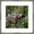 The #goldfinches Are Enjoying The Framed Print