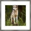 The Gray Wolf Or Grey Wolf Canis Lupus Framed Print