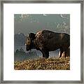 The Great American Bison Framed Print