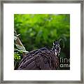 The Great Curassow 2 Framed Print