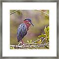 The Green Heron At Blue Hole Framed Print