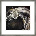 The Grey Arabian Horse 9 Framed Print