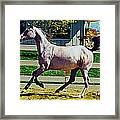 The Grey Filly Framed Print