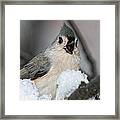 The Happy Titmouse Framed Print