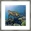 The Hawksbill Sea Turtle Framed Print