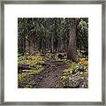 The High Forest Framed Print