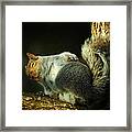 The Itch Framed Print