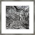 The Jungle In Infrared 2 Framed Print