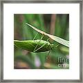 The Katydid Framed Print