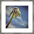 The Last Wish Framed Print