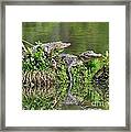 The Lazy Gators Framed Print