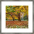 The Leaves Of Autumn Framed Print