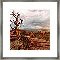 The Light On The Crooked Old Tree Framed Print