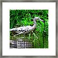 The Little Blue Heron Framed Print