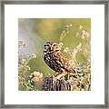 The Little Owl Framed Print