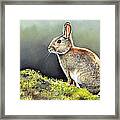 The Lookout Framed Print