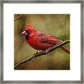 The Messenger... Framed Print