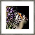 The Monarch Butterflie 2015 Framed Print