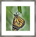 The Monarch Framed Print