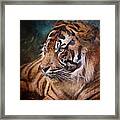 The Mysterious Eye Of The Tiger Framed Print